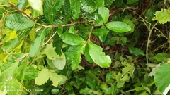 Pouteria glomerata, photograph (c) Thomaz Ricardo Favreto Sinani, some rights reserved (CC BY)