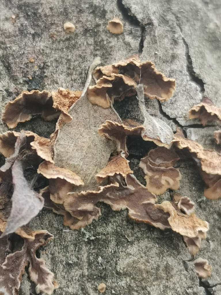 Hydnoporia tabacina · March 2026 · photo: © kaitaaho (iNaturalist, cc0)