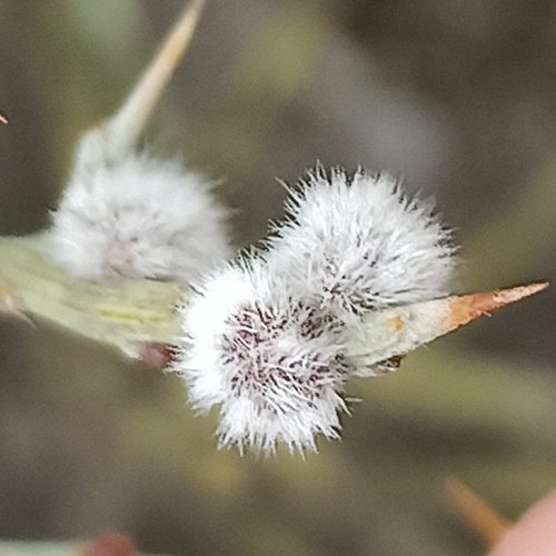 Dasineura scorpii