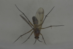 Diptera