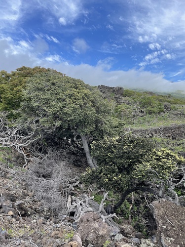 Diospyros sandwicensis observed 2026-03-02