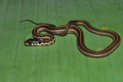 Thamnophis bogerti