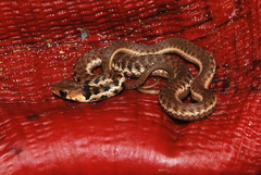 Thamnophis chrysocephalus