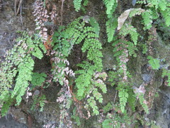 Adiantum concinnum