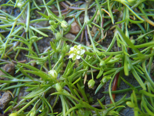 Sagina decumbens iNat (3)