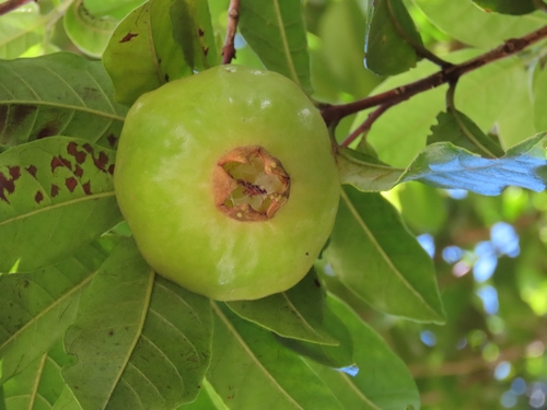 Campomanesia phaea (Campomanesia phaea)