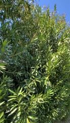 Acacia auriculiformis