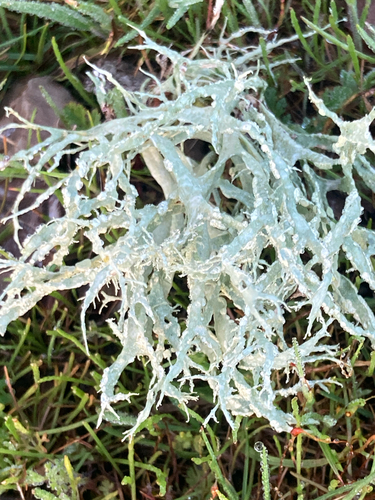 iNaturalist observation photo of bushy lichens