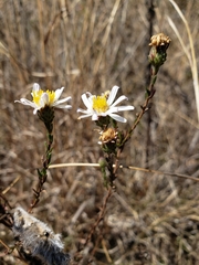 Symphyotrichum moranense