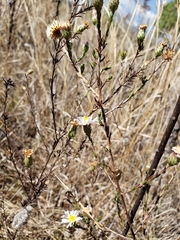 Symphyotrichum moranense