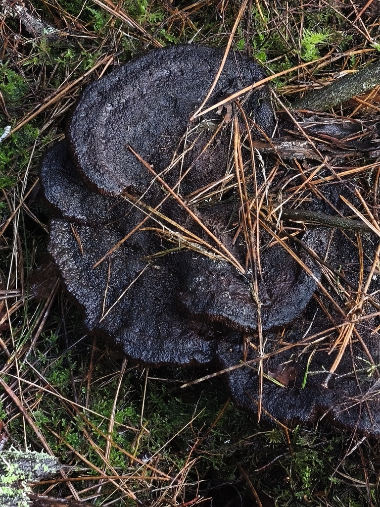 Phaeolus schweinitzii