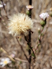 Symphyotrichum moranense