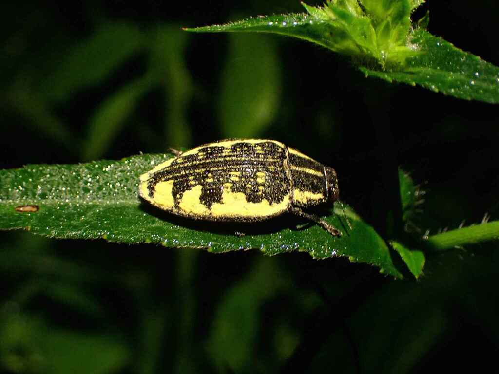 Polybothris humblotii