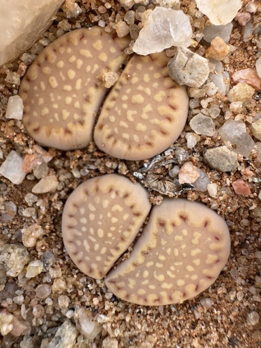 Lithops maughanii N.E.Br.