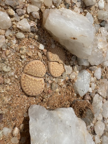 Lithops maughanii N.E.Br. 2