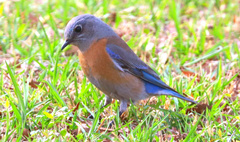 Sialia mexicana