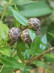Gaultheria phillyreifolia