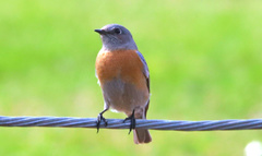 Sialia mexicana