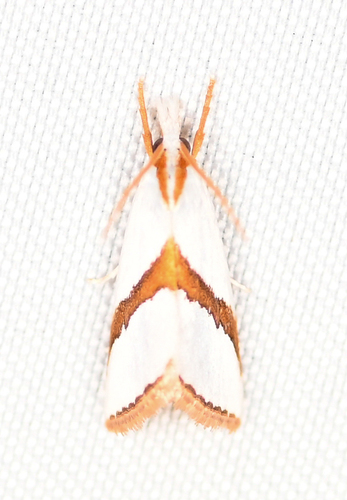 Straight-lined Vaxi Moth photo 2