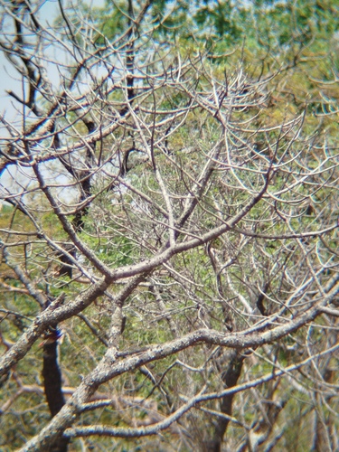 Gray-headed Kingfisher