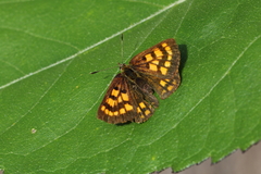 Lycaena enysii