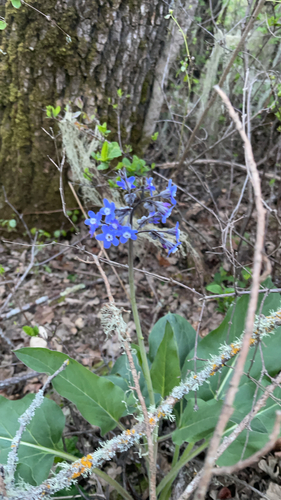 iNaturalist observation photo of Pacific hound's tongue