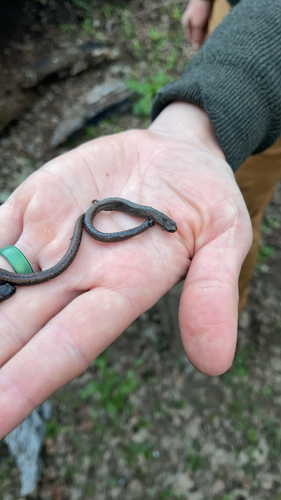 iNaturalist observation photo of Slender Salamanders