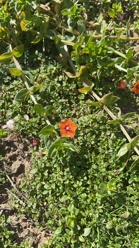 iNaturalist observation photo of scarlet pimpernel