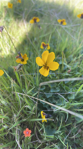iNaturalist observation photo of California Golden Violet