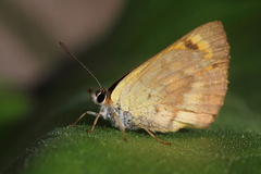 Lycaena enysii