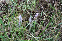 Crocus versicolor