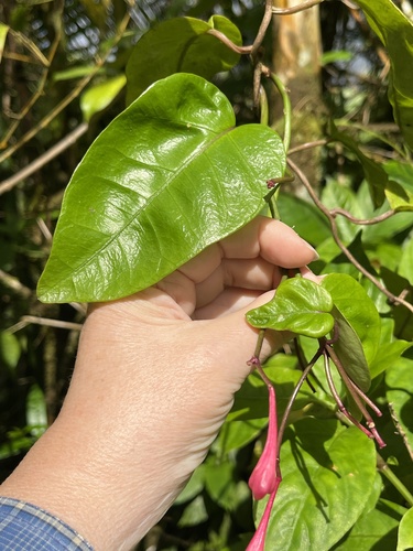 Bejuco colorado (Ipomoea repanda)