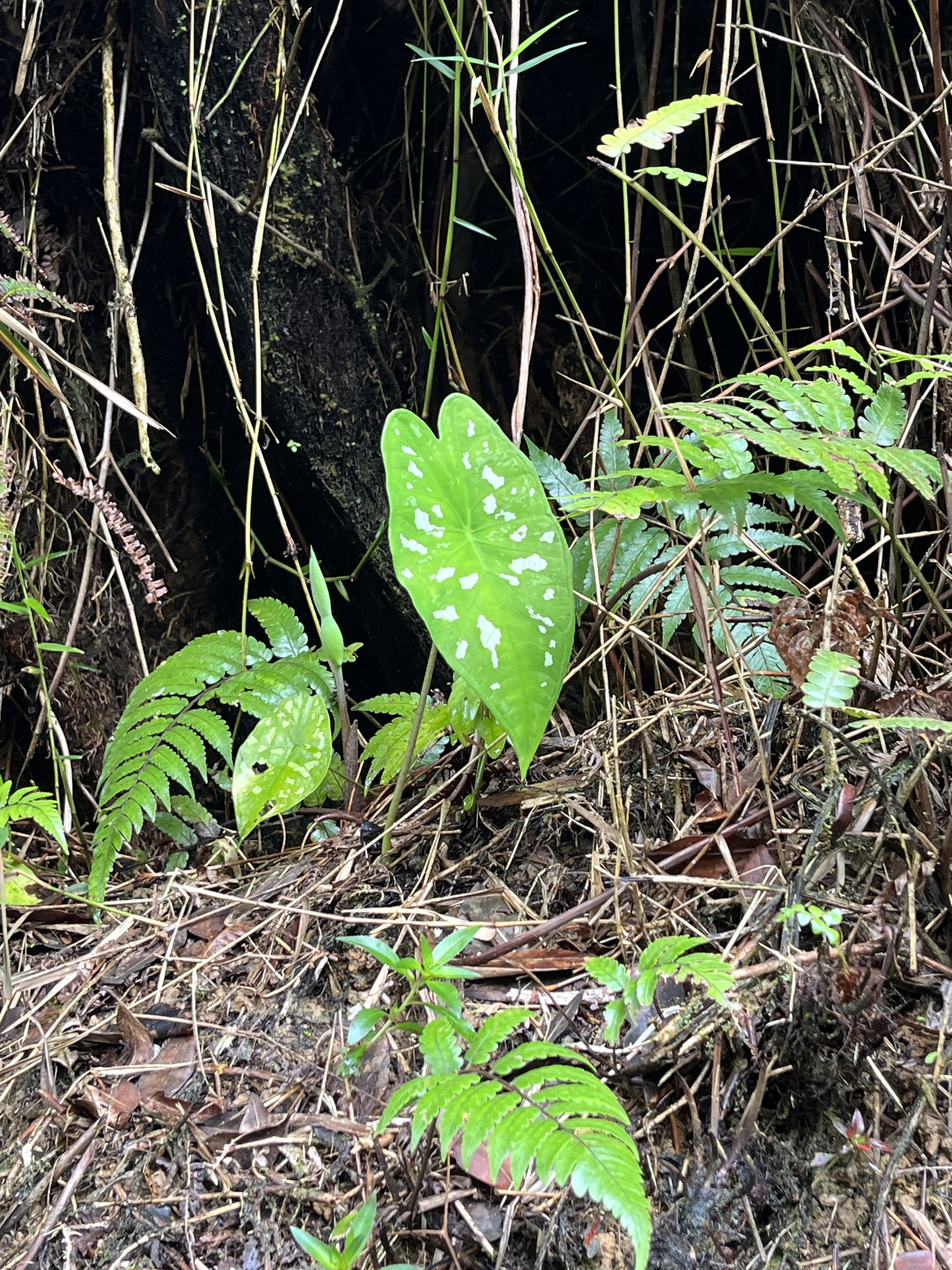 Heart Of Jesus (Caladium bicolor)