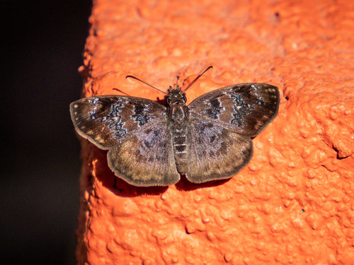 Sostrata nordica