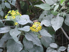 Rumfordia floribunda