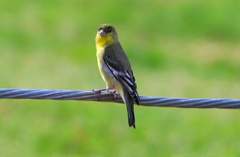 Spinus psaltria