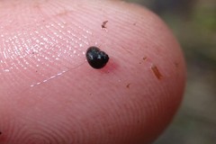 Fluminicola turbiniformis