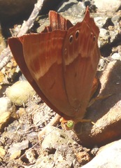 Abisara echerius