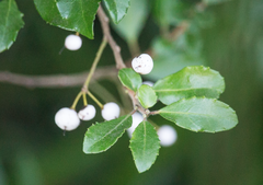 Azara serrata