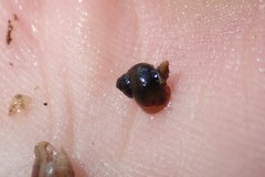 Fluminicola turbiniformis