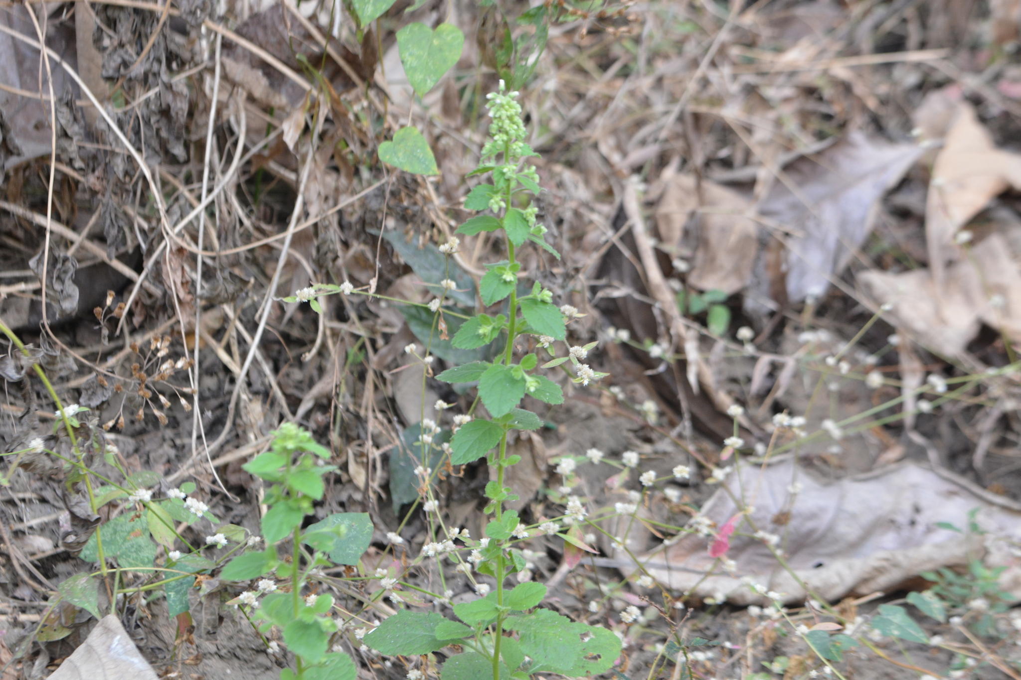 Blumea Axillaris (Blumea axillaris)