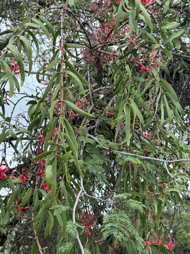 Acacia Mistletoe
