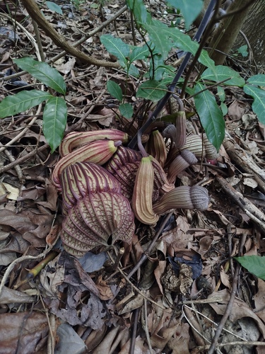 Aristolochia goldieana