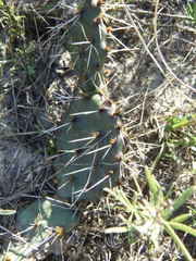Opuntia fusco-atra
