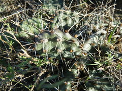 Opuntia fusco-atra