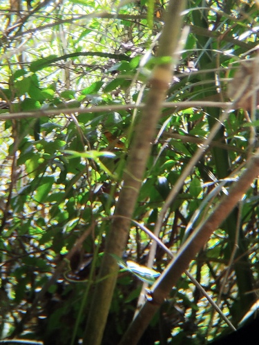 Olive-naped Weaver