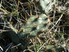 Opuntia fusco-atra
