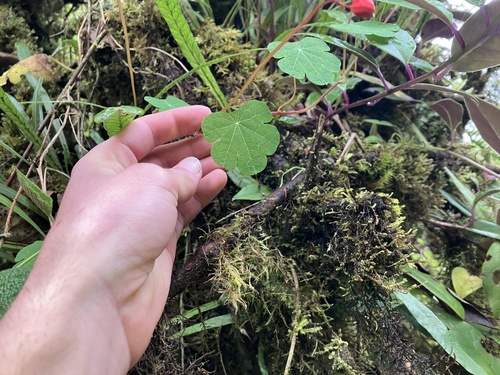 mashua (Tropaeolum tuberosum)