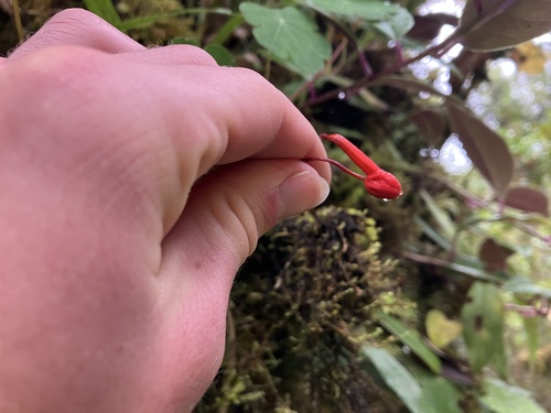 Tropaeolum tuberosum, photograph 6