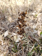 Dichromanthus michuacanus